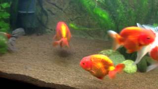 Ranchu.it - Juwel Rio 400 ranchu & goldfish