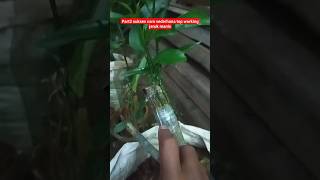 part2 cara sukses top working jeruk manis#pertanian #berkebun #berkebundirumah #asyari #durian