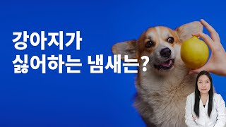 강아지 싫어하는 냄새 5가지 알아두세요 !