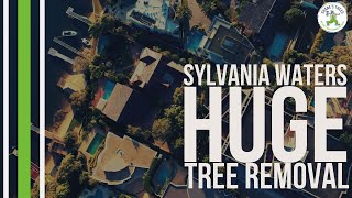 HUGE TREE REMOVAL AT SYLVANIA WATERS - SHANE'S TREES