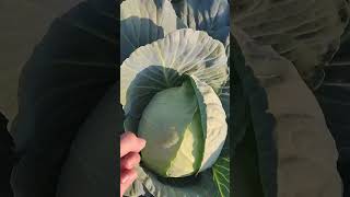 Cabbage -पत्ताकोबी - फुलकोबी #export #farming #shetkariraja #शेतकरी #शेतकरीराजा