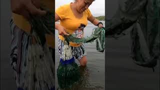 Bravo!!.. mira lo que pesca esta Mujer de un solo Tarrayazo