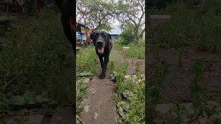 Собаки улыбаются, хвостом.Dogs smile, tail. #shorts