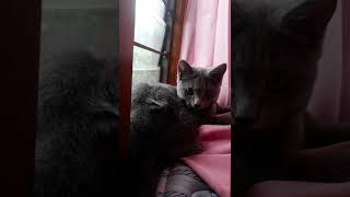 Cat window side, cute reaction