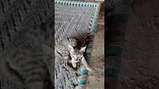 sleeping 🐱🐈#Funny animals - Funny cats and dogs - Funny animal videos 2023