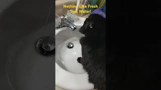 Fluffy Black Cat Wants FRESH WATER!@krazykittiesfunandcatswith838