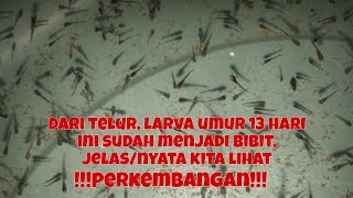 PART 2 = 13 HARI LARVA JADI BIBIT, IKAN SEPAT SIAM, JELAS, NYATA DILIHAT