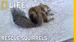 Saving injured squirrels and giving them new hope | Animal rescue compilation