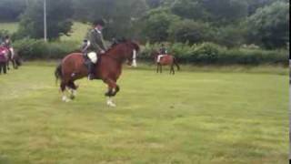 Showing Lewi under saddle @  LRC