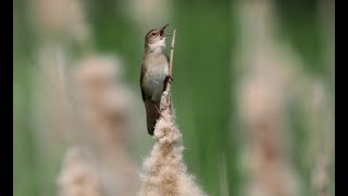 Rohrschwirl - Gesang vom Feinsten _ Keine Heuschrecke! _ #Vogelbeobachtung Savi's Warbler 4k