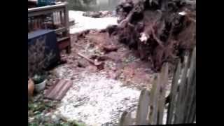 Copy of Hurricane Sandy Uprooted Tree