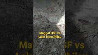 Maggot BSF vs Lalat Biasa/Hijau #shorts #bsf