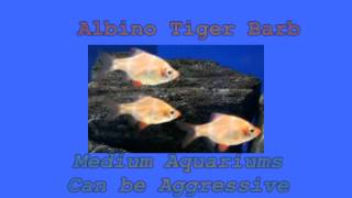 Barbs - a good beginning tropical fish for an aquarium set up