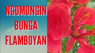 BUNGA FLAMBOYAN