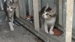 Kucing 🐱 , kucil bermain nya semangat buanget kalau sudah makan