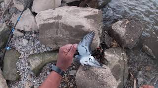 How many people can say they caught a pigeon