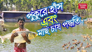 পুকুুরে মাছ এবং হাঁস পালন পদ্ধতি । পুকুরে মাছ চাষ এবং  হাঁস পালন করে সফল তরুন উদ্যোক্তা আলী হোসেন