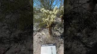 Soft Teddy?? #desertadventures  #cactus #teddybear #fulltimervliving #tuscon #saguaronationalpark