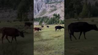 When in #Skardu, let the cows lead the way (and steal the show) 🐮. #pakistan #tourism #viralvideo