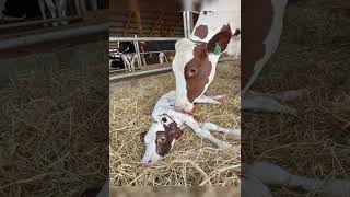 #cow #dairycalves #dairycalves #farming #dairyindustry  #animals #dairyfarming #shorts  #shortvideo