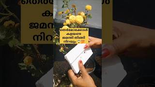 തെർമോക്കോൾ ഉണ്ടോ?? ജമന്തി തിങ്ങി നിറയും /poppy vlogs