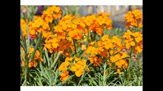 ALHELI AMARILLO  (Erysimum cheiri)