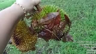 #TKWMALAYSIA.cari buah durian di kebun di pagi hari