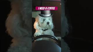 I need coffee #dog #funny #coffee