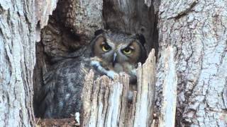 Mama Great Horned Owl Feeding Owlet.