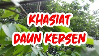 DAUN KERSEN DAN KHASIATNYA