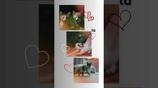 "love" #shorts #cute #pets #animals #viralvideo