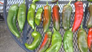 How to grow hot peppers part 12 plant profile Numex 'Big Jim' chiles