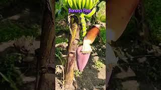 Banana Farm #shorts #short #youtubeshorts #shortsvideo #subscribe #viralshort i#instagram #trending