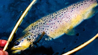 BROWN TROUT RELEASE! HE GETS STUCK