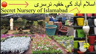 ABBAS MARKET | ABBAS NURSERY | SECRET NURSERY OF ISLAMABAD | INDOOR AND OUTDOOR PLANTS