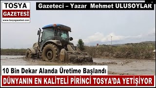 TOSYA'DA PİRİNÇ EKİMİNE BAŞLANDI