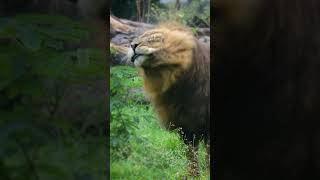 A royal shake off potted at Vantara, the king of the jungle gives himself a refreshing #vantara#lion