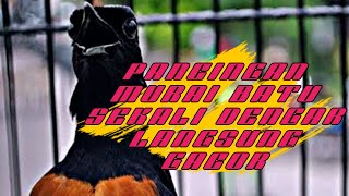 PANCINGAN MURAI BATU BIKIN MURAI BATU JADI FIGHTER ! LANGSUNG GACOR 100%