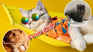 Funny Cat Video | New Funny Animals Videos | #cutecat #funnycatsvideo