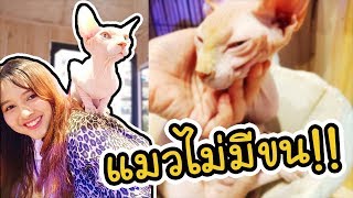 Animal cafe - รวมคาเฟ่สัตว์ และ แมวสฟิงซ์ไม่มีขน !! | ArisajungWorld