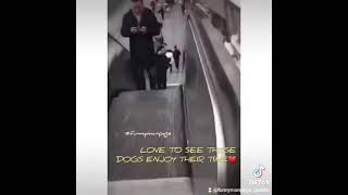 love to see these dogs enjoy their time ❤️ | Funny and smart dogs