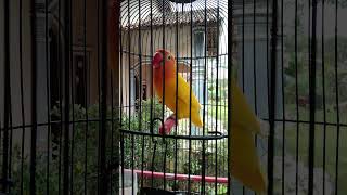 Pancingan Lovebird Lutino Ngekek panjang