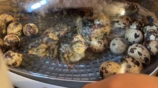 We have Chicks! Our quail babies just hatched!