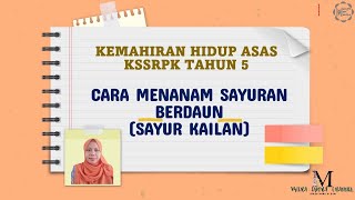 CARA MENANAM SAYURAN BERDAUN (SAYUR KAILAN)