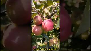 🍎Apple Garden Kashmir | Kashmir | Jammu Kashmir | Apple Garden | Cutting Apple in Kashmir