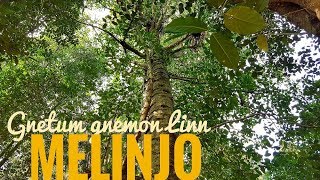 Gnetum gnemon Linn. alias Melinjo