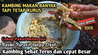 CARA PENGGEMUKAN KAMBING CACINGAN AGAR CEPAT BESAR GEMUK