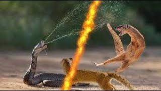 Top Mongoose vs Cobra Snake Epic Battle