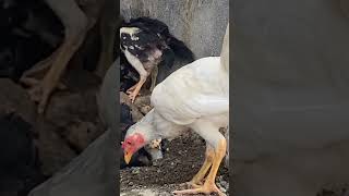 Spil anakan ayam Philipine di kandang semi umbaran🐓#ayambangkokklasik