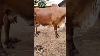 top class gir cow Gujarat
9638977329